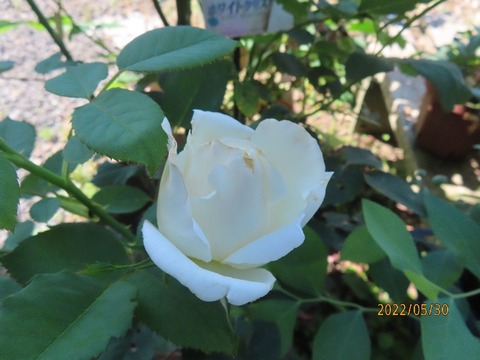 ホワイトクリスマス