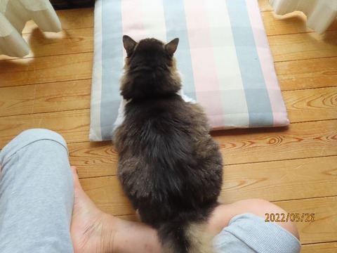 ブラッシング①
