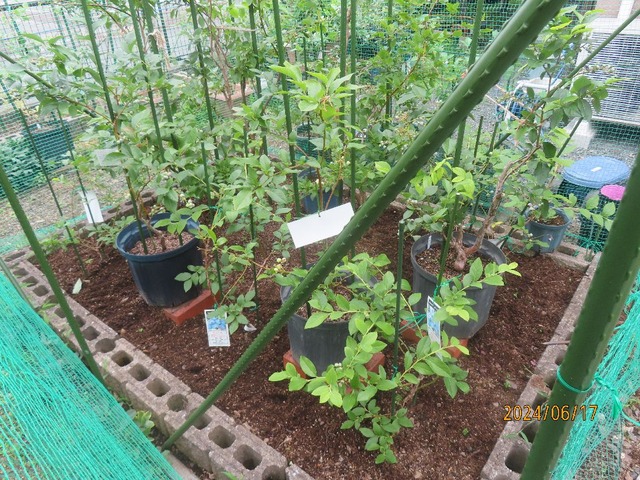 後始末と草引き