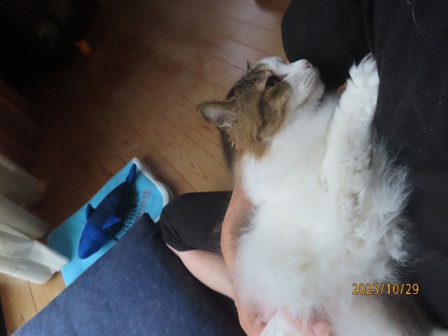 おしまい抱っこ