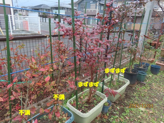 コンテナブルーベリー