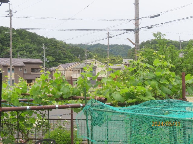 ブドウ棚