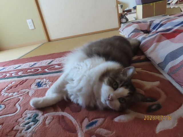 出かけて来るヨ