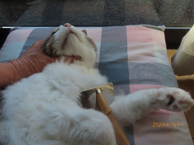 ブラッシング②