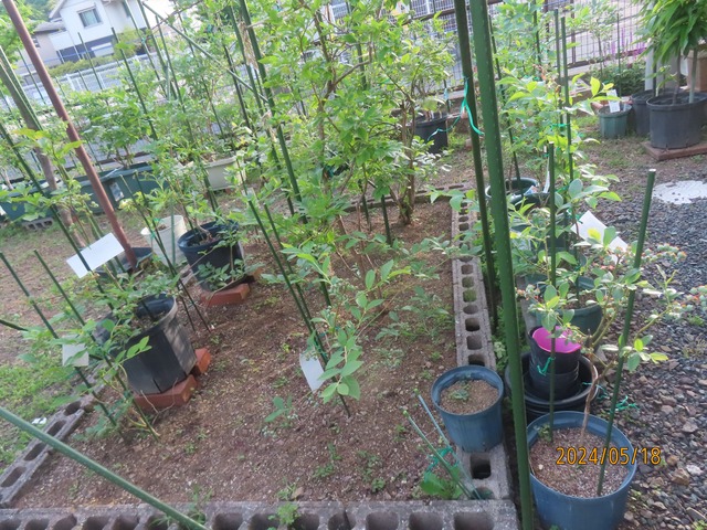 ハイブッシュ花壇