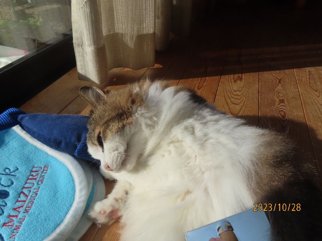 ブラッシング②