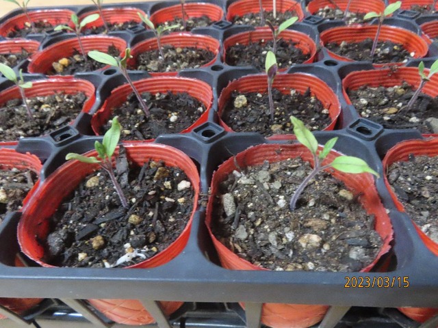 トマト本葉少し大きく