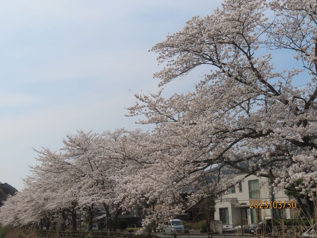 桜並木③