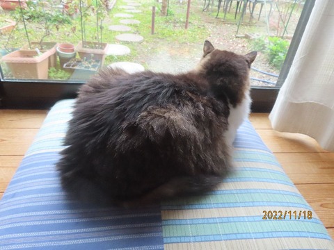 ふう「霧が濃いね」