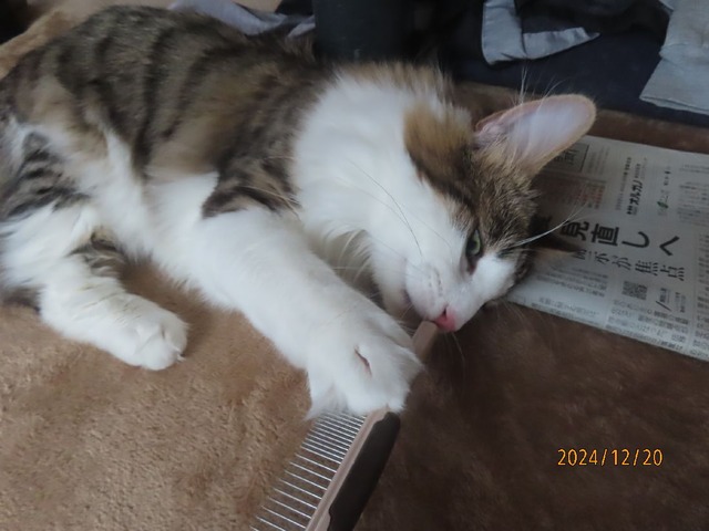 ブラッシングと新聞