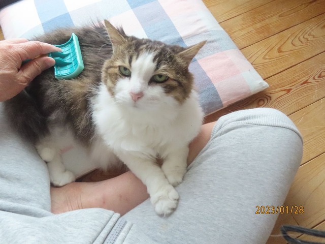 ブラッシング②