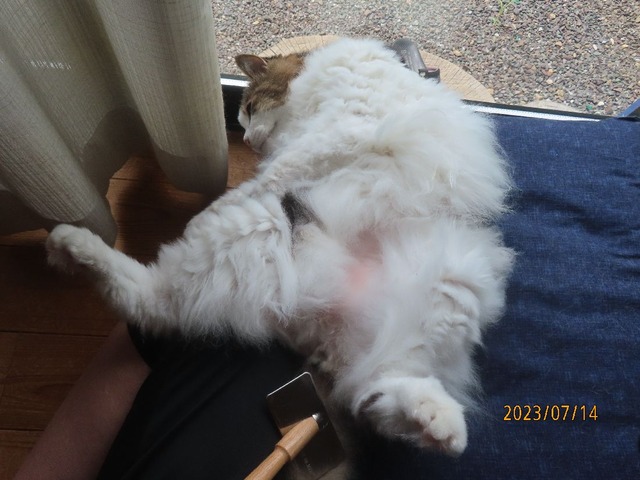 十四日ブラッシング