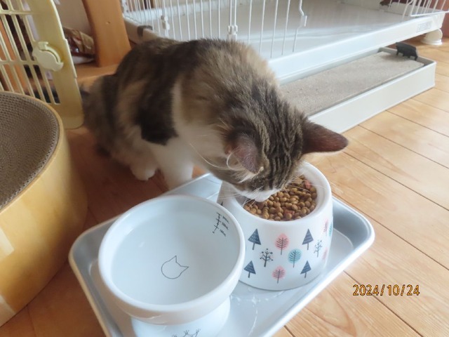 昼ゴハン