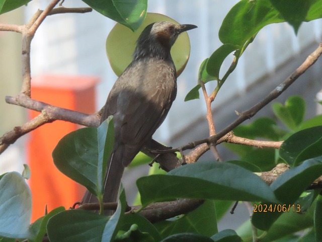 ヒヨドリリンゴ