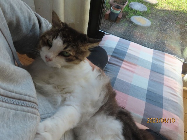 おしまい抱っこ