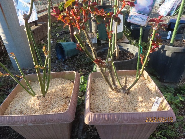 もみ殻マルチ①