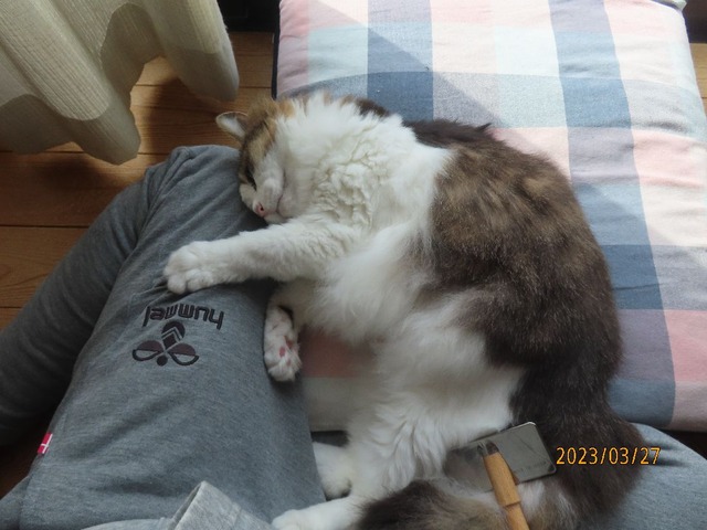 ブラッシング②