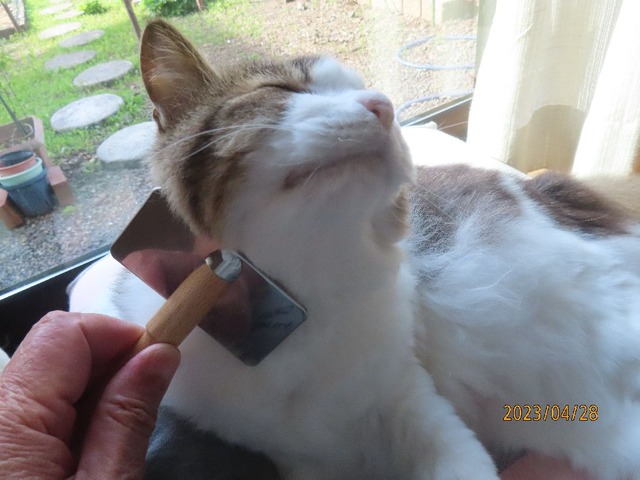 ブラッシング③