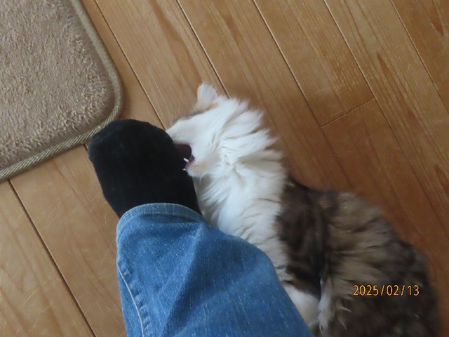 まる足ホールドカプッ