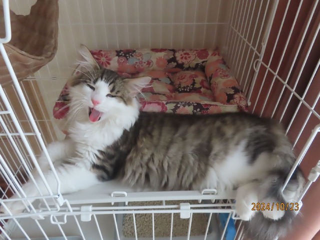 出かけて来るヨ