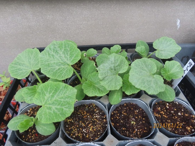 坊ちゃんカボチャ