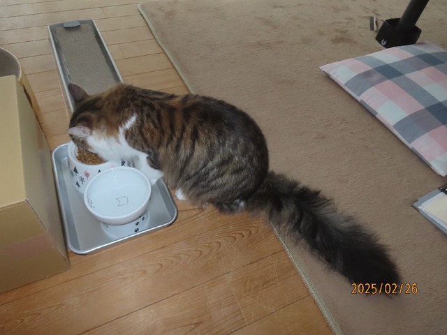 朝ゴハン