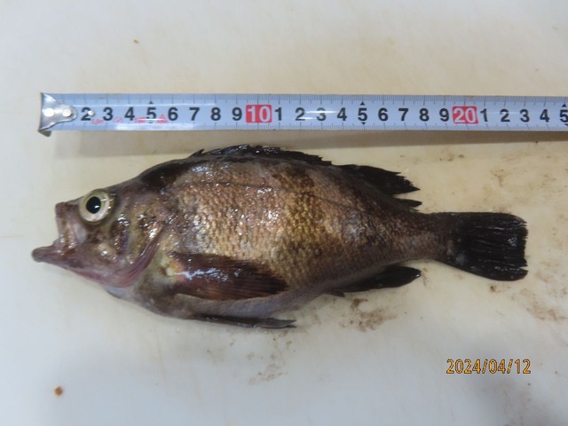 メバル③23ｃｍ