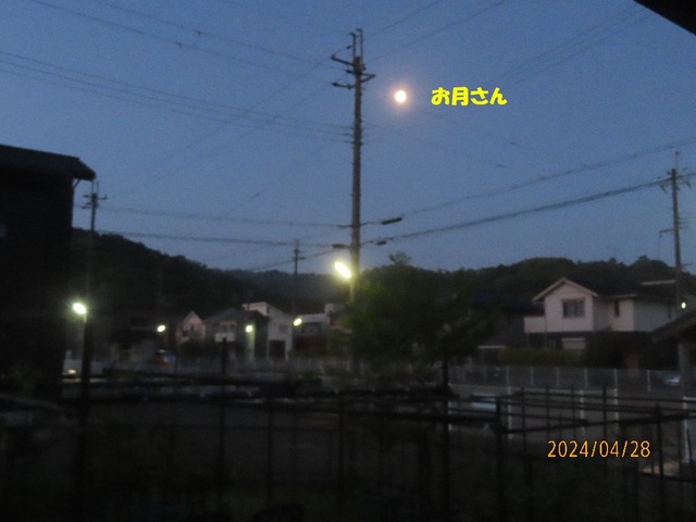 朝四時半