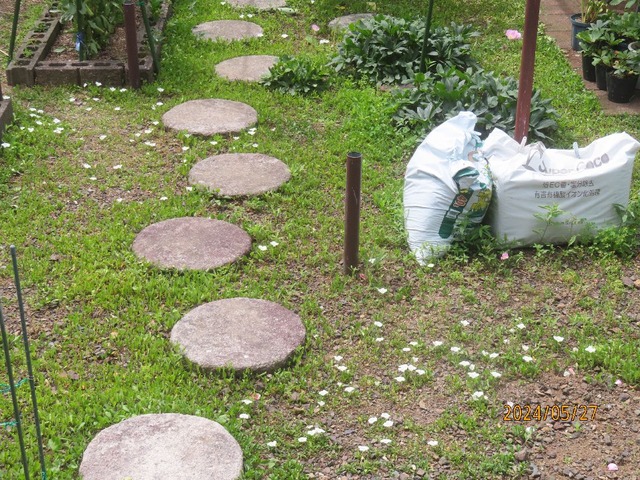 庭ギンパイソウ