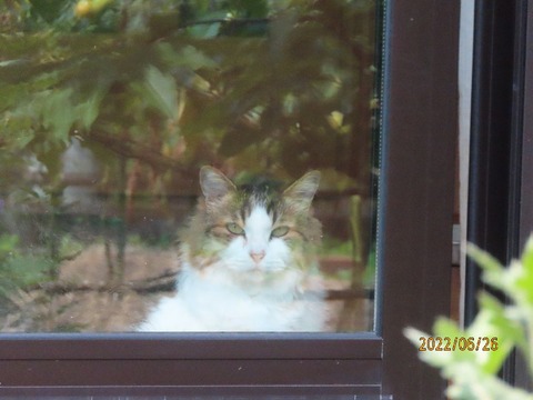 窓辺にふうちゃん