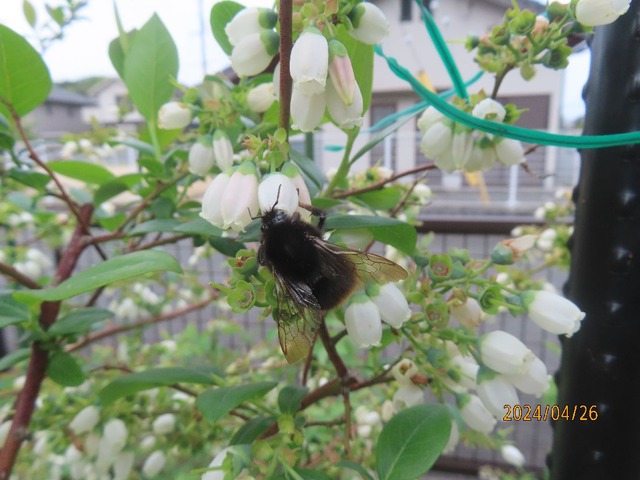 マルハナバチ②