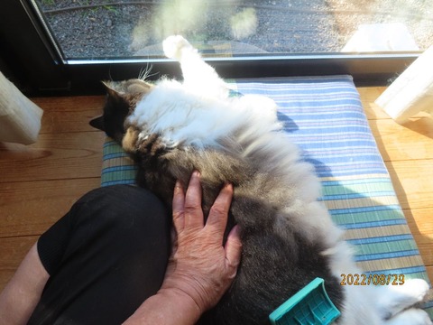 ブラッシング②