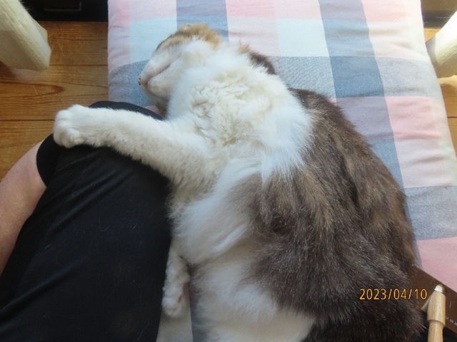 ブラッシング③