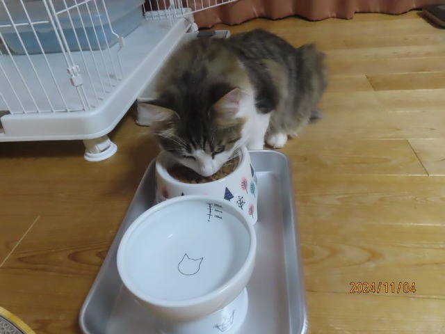 晩ゴハン二回目