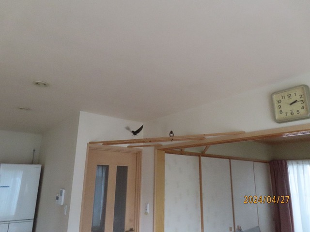 ツバメ番②