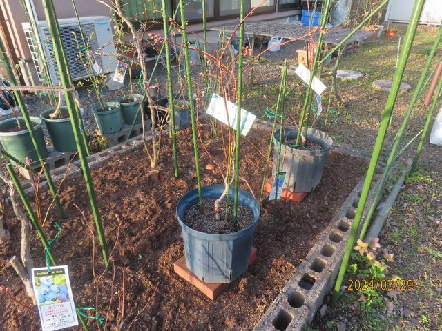 スパルタン二鉢