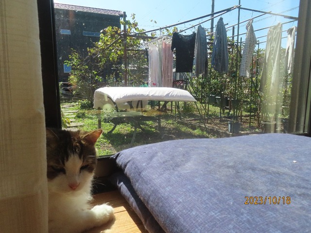 掃除洗濯布団干し