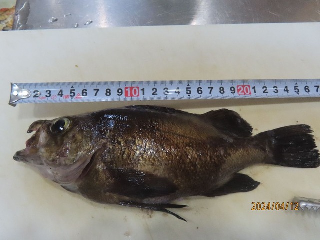 メバル①26ｃｍ