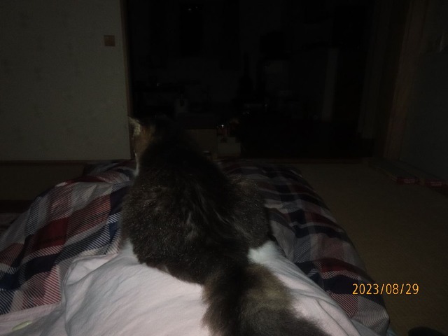 おはようさんどす