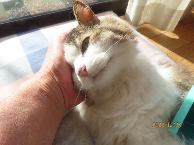 ブラッシング④