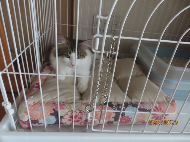 ケージベッド乗り