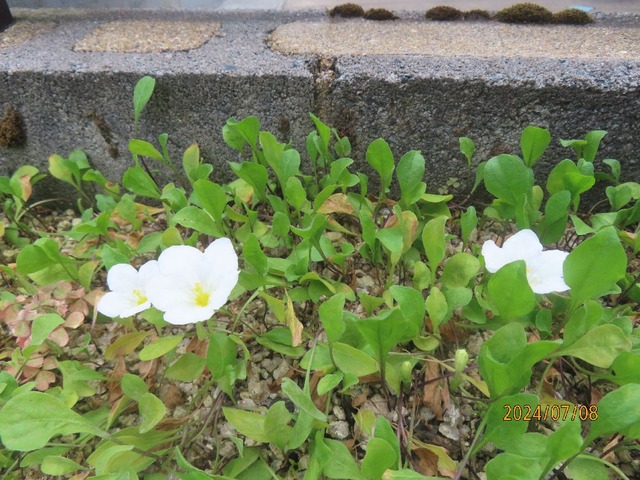 ギンパイソウ玄関前