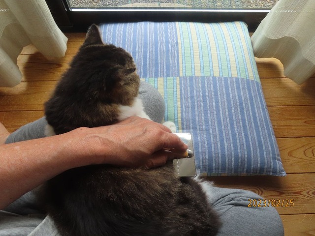 ブラッシング④