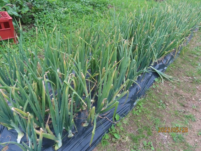 タマネギベト病