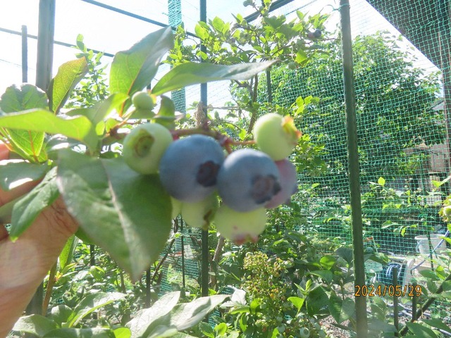 スパルタン色づき