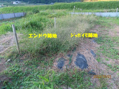 どうする?