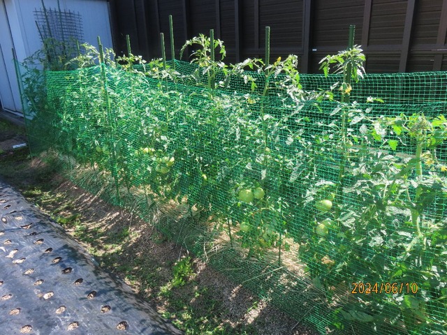 トマトチェック②