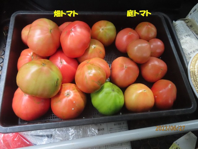 トマト収獲