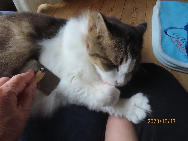 ブラッシング①