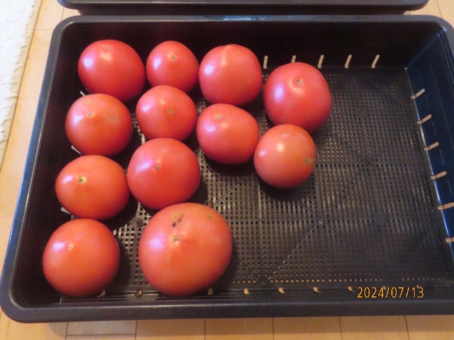 さっちゃんトマト